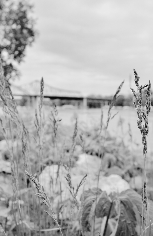 Long Grass in Black and White